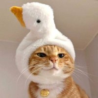 -ยัยแก้มก้อน- 🦭 (@ponpimonse14164) 's Twitter Profile Photo -ยัยแก้มก้อน- 🦭 (@ponpimonse14164) 's Twitter Profile Photo