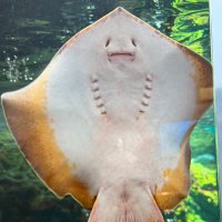R (@rinails) 's Twitter Profile