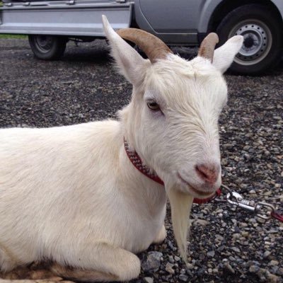 yagicchi835's profile picture. #ゆんちゃーず🎮🐾 🦖🍭🍑🦍🌳💚👙❄️-------------#7STV ﾓﾝｷｰとSBJ好きです🐵🦹‍♀️