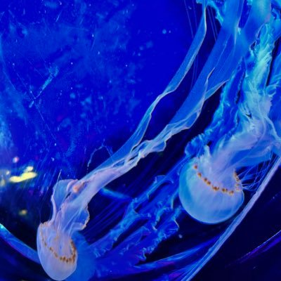 reidomegane's profile picture. 檸檬の🗝 下ネタ暴言なんでもあり 厳選無し 最奥@yamiremo_shine