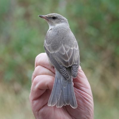 Leics & Rutland birder. Stanford Reservoir (my patch list #204 - Wood Warbler). Bird news for Stanford Res. LCFC - SK1. https://t.co/5xDnYdY1Bc