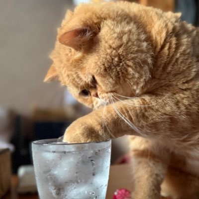 gunplyn_k_k_b_r's profile picture. 