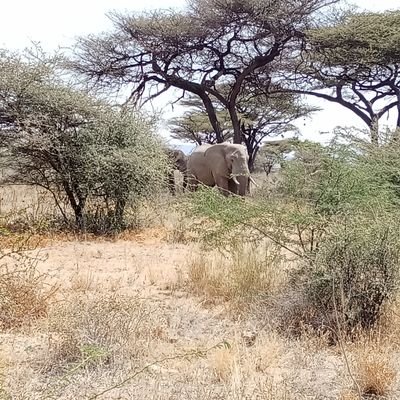 NO_Macharia's profile picture. JavaScript