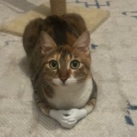 Rokakız (@rokaloji) Twitter profile photo
