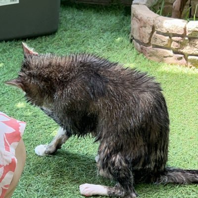 mamamomozaemonn's profile picture. 兄弟の35%で売られていた、愛想の無い塩猫が愛猫