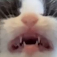 KJ (@kjs_dis0rder) 's Twitter Profile