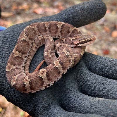 Hebizuki06's profile picture. 西表いきたい ヘビ好きの高一 シマヘビ大好き