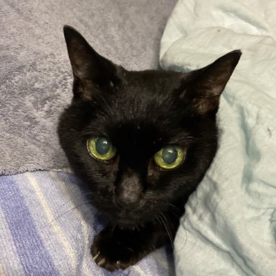 Kala_Keba_Nono's profile picture. 漫画家：鎌田幸美＆魔木子＆アシ兼BL小説家：鷲尾滋瑠 宅の飼い猫（#保護猫)他、動物雑記■鎌田著『からけば日記＆のの様の日記』掲載■飼い主仕事→@Tiger_MYJ■飼い主🦅近況@Washio_Dolls ■Re.Fお気軽に(ฅ^･ω･^ ฅ)Fbは気まぐれ