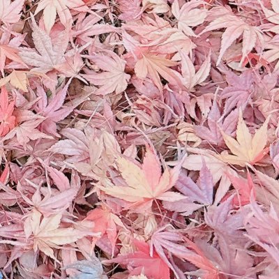 Reina202509's profile picture. DM待ってます。 ⚠️顔写真は送れません⚠️ 定期P欲しい。募集中