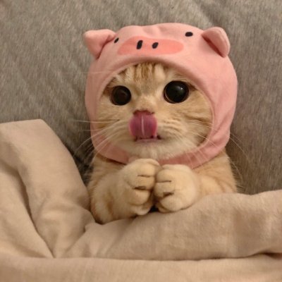 orbitthrush's profile picture. 🍵 小さな幸せ☀️ 手作り料理🍳やスイーツ投稿多め💭