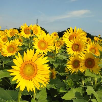 ピクトレ
2024年ピクトレプレイヤーランク8位

2025年1月秋田県央・県南シーズン1位🏅/
2025年8月 ツルツタ大作戦in埼玉1位🥇
程よく楽しく🐱
#JobTribes
#DEP
#ピクトレ
#ピクター
#コミュニティーウォーズ
