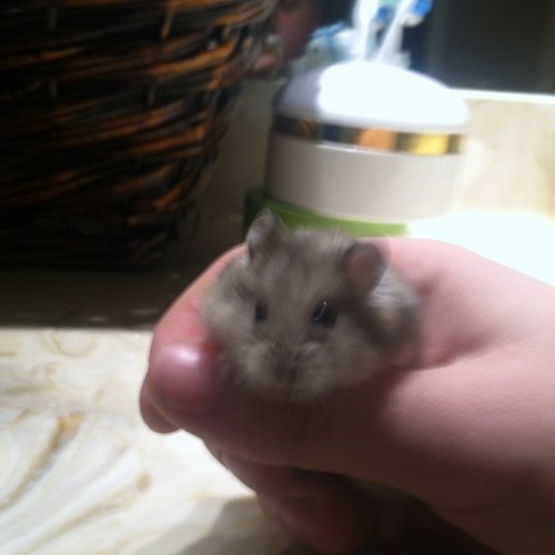 MagisterTonsor's profile picture. 