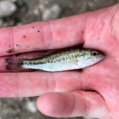 ゼオン (@ZIONfishing) / X