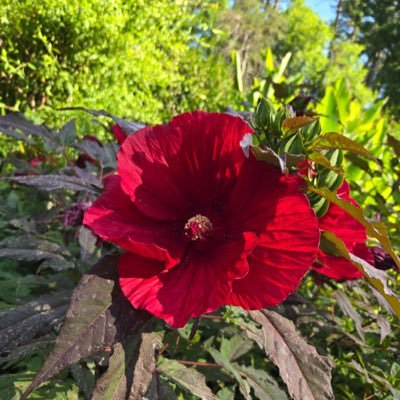 StellaRafaella2's profile picture. 