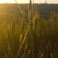 🌾 (@hourani___) 's Twitter Profile