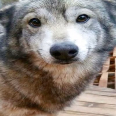 rokukura's profile picture. 