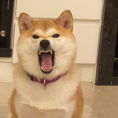 Bl1tzChen0011's profile picture. 