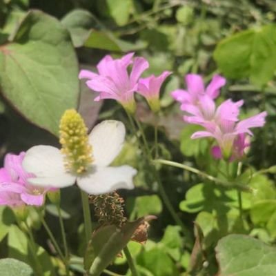 新型mRNAワク チン薬害の当事者です。 毎月第1金曜日にmRNA予防接種健康被害当事者の自助グループ開いています。薬害を伝えるチラシも配っています。mRNA予防接種の薬害かかわる情報を発信します いーさん/あおい/アヲ🫒🕊