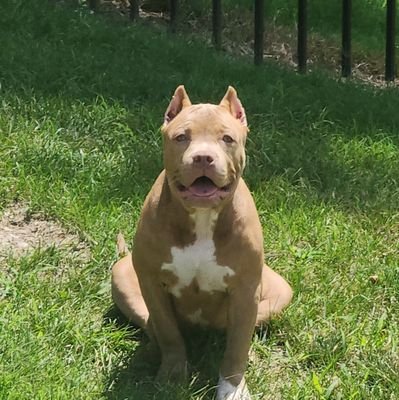 Dogs, Gaming, 2A Rights, and some other fuckery mixed in.
Enjoy🐾