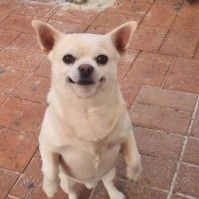 wizesub's profile picture.