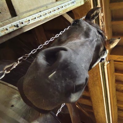 お馬さんと動物と牛乳とおうしゅうたろうと
可愛いもの面白いものが好きです(´ω`)
「例えるなら空を駆ける一筋の流れ星☆」