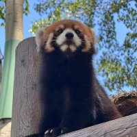 葵 (@spkcoug) 's Twitter Profile