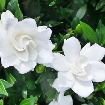 シキリアさんのプロフィール画像