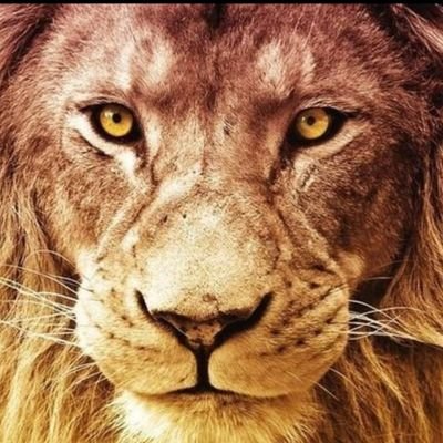 shilambarashan's profile picture. தமிழ் உயிருக்கு நேர்..