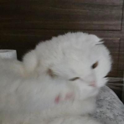@chimanim1225
