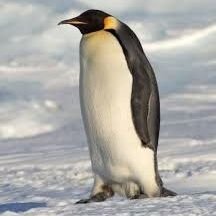بطريق عربي 🐧 Profile
