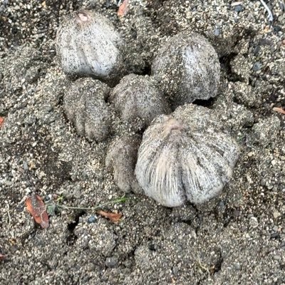 anusminus's profile picture. —o-o—