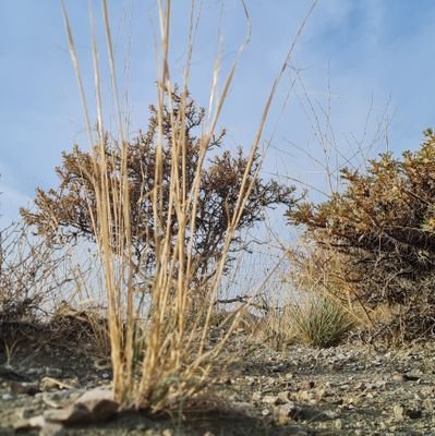 mahmoudshams61's profile picture. 