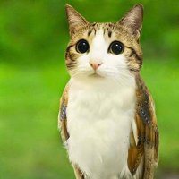 Meowl (@meowl_sol) 's Twitter Profile