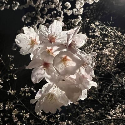 pokemon_box_get's profile picture. ポケGO垢  京都 滋賀でまったり活動中  TL48