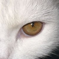 0x roxiee (@0xroxiee) 's Twitter Profile