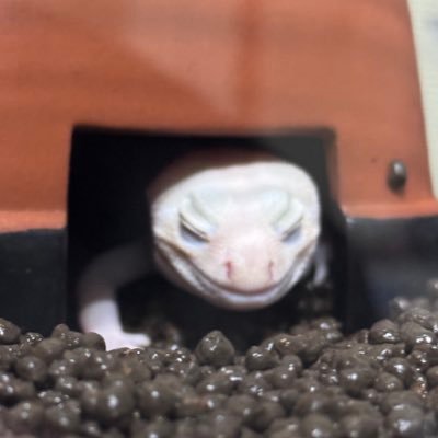 yuuki_turumi's profile picture. 20年アクアリスト→爬虫類沼へ蛇・亀・トカゲと暮らしてます。 特に大蛇が好き！！ 釣り・楽器も好き！世界一好きな爬虫類はパプアンパイソンです