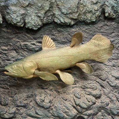 国立科学博物館や上野動物園に現れる(最近は東京国立博物館にも通い始めた)一般オタクだよろしく頼む(どんなツイートをしているかはメディアを見てくれ) #TLを国立科学博物館にしよう