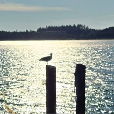 Tinydiamond60's profile picture. The law is REASON, free from PASSION. Aristotle. I follow back all patriots. No DM. I will block you. Be kind, but don't take my kindness for weakness.