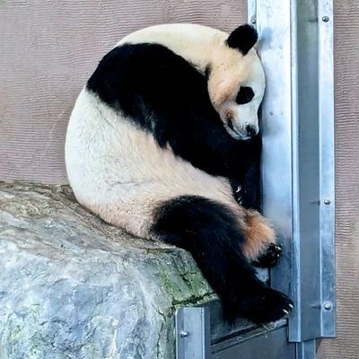 ラジオの公開録音の観覧で聴いた生歌『あなたといた時間』以来、森口博子さんが大好きです🧡
今更ですがファンクラブに入り、Xも始めてみました🔰
慣れない投稿、試行錯誤ですがよろしくお願いします🙂↕️