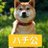 hachi_427