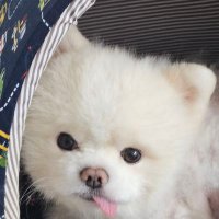 포레 (@porere0119) 's Twitter Profile Photo 포레 (@porere0119) 's Twitter Profile Photo