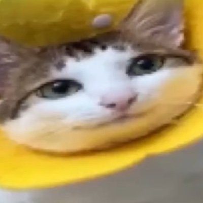 -18
-Artist/Musician
-Pan Poly
-Free Palestine
PORN AND SEX ALT: @TurretFophat
Director of @discord_disco
Dev for Cá Island and Among Us
Unreal Rank Gooner