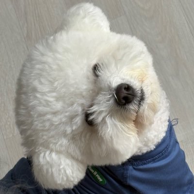 에어드랍 파머 @Perena__ degen @humafinance farmer @virtuals_io agent
