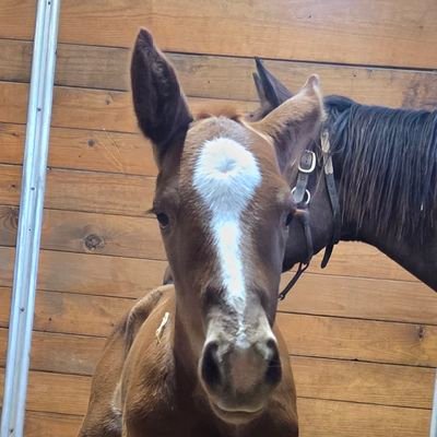 Rydersup5's profile picture. I'd rather be riding 🐎🏇ProudDeplorable
Stand for🇺🇸Kneel for🙏
BOOMER🏈SOONER 🐎RIP Goldikova🏇👆 #MAGA#RIP23