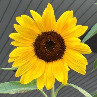 ai4390158611944's profile picture. 海人担