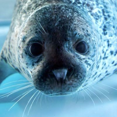 Spotted_Seal_'s profile picture. #1日1しらたま #1日1茶々丸 #1日1もなか