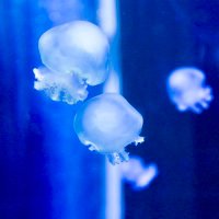 やまめ (@nasa_osito_toi) 's Twitter Profile Photo やまめ (@nasa_osito_toi) 's Twitter Profile Photo