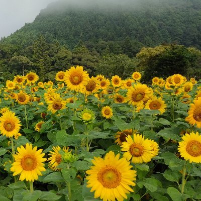 熱烈な真央ファンです。
基本情報収集用であり、まおまお情報にリポスト
といいねしまくります。
いてもたってもの時だけ喋りだします。
勝手にフォローしてごめんなさい。