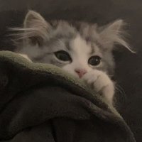 みつにー愛好家 (@kelvin_rudd) 's Twitter Profile