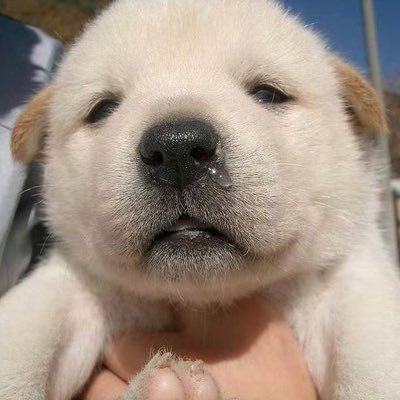 DUIduiduduuu's profile picture. (｡ì _ í｡)